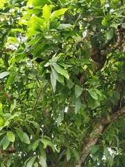 Cinnamomum mercadoi