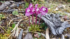 Pedicularis siphonantha