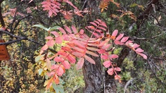 Sorbus rehderiana