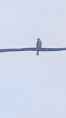 Aves