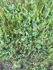 Calystegia collina venusta