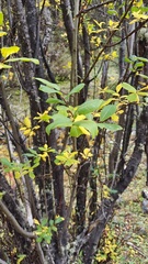 Salix cupularis
