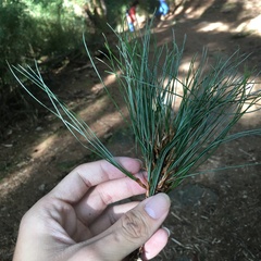 Pinus armandi mastersiana
