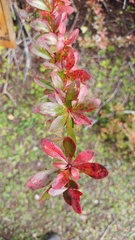 Berberis dictyophylla