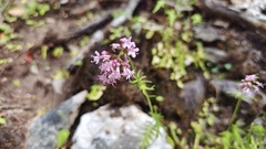 Nardostachys jatamansi