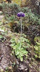 Primula capitata