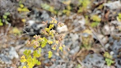 Thalictrum cultratum
