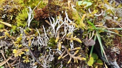 Thamnolia vermicularis