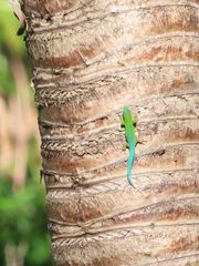 Phelsuma cepediana