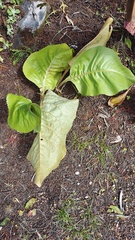 Ligularia cymbulifera