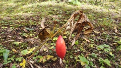 Podophyllum hexandrum