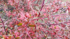 Berberis dictyophylla