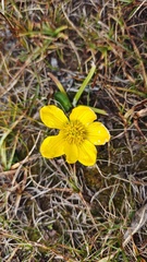 Caltha scaposa