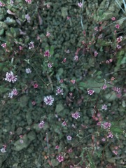 Eriogonum argillosum