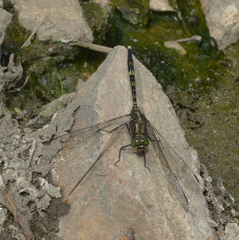 Orthetrum serapia