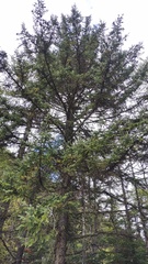 Picea likiangensis