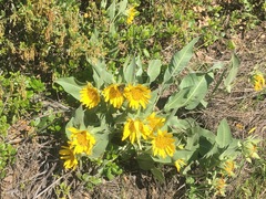 Wyethia helenioides