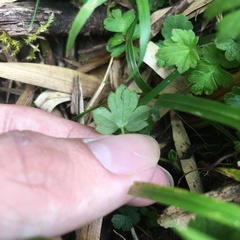 Ranunculus taisanensis