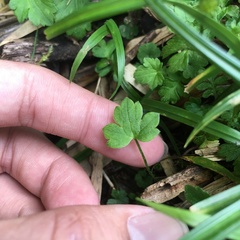Ranunculus taisanensis
