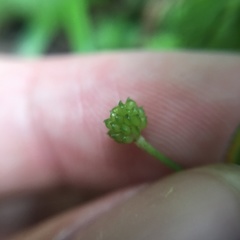 Ranunculus taisanensis