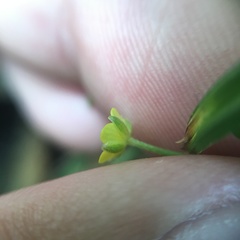 Ranunculus taisanensis