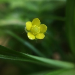 Ranunculus taisanensis