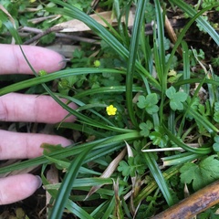 Ranunculus taisanensis