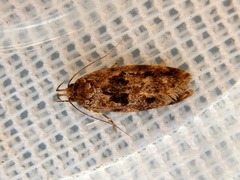Barea melanodelta
