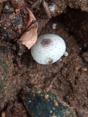 Leucocoprinus brebissonii