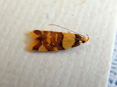 Callithauma callianthes