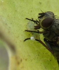 Bactericera lavaterae