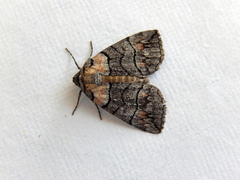 Dysbatus singularis