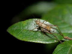 Svistella bifasciata
