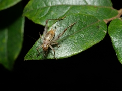 Svistella bifasciata