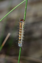 Pterolocera leucocera