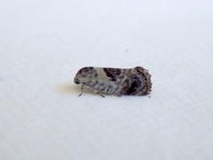 Eupselia carpocapsella