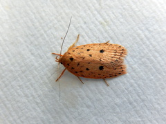 Garrha atripunctatella