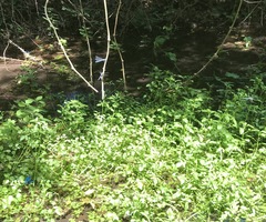 Calopteryx splendens intermedia