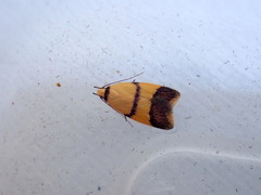 Heteroteucha translatella