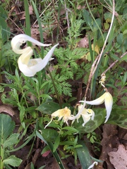 Erythronium multiscapideum