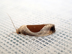 Hoplomorpha notatana
