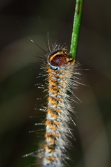 Pterolocera leucocera