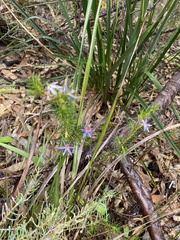 Calectasia