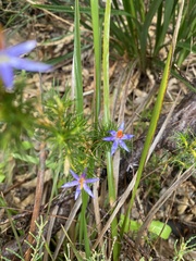 Calectasia