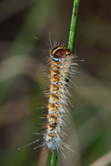 Pterolocera leucocera