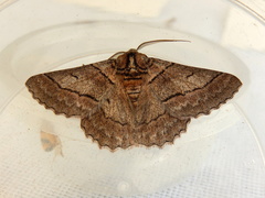 Hypobapta tachyhalotaria