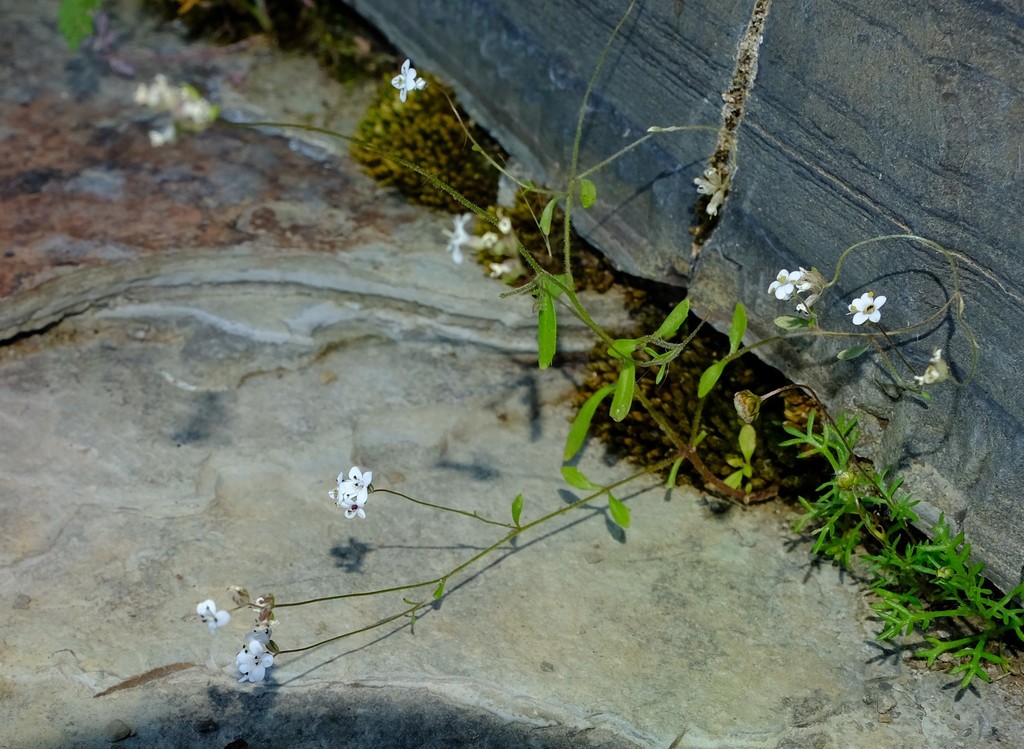 Polycarena filiformis