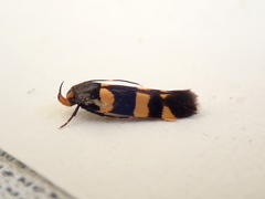 Limnaecia polycydista