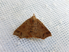 Lithilaria proestans