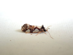 Machetis aphrobola